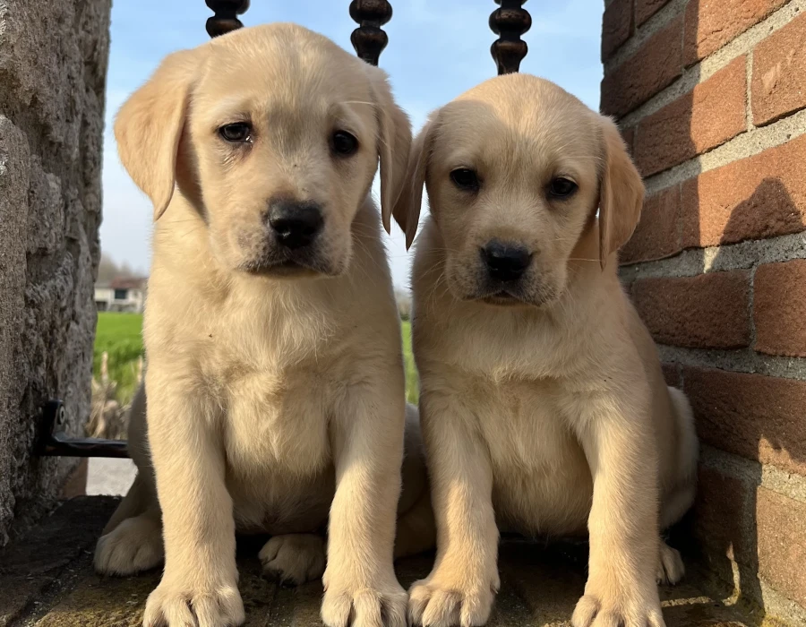 Cucciolata Labrador 27 gennaio 2024